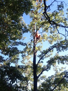 Francesco Bonomi arrampicato su un albero per recuperare la gondola rimasta impigliata dopo l'atterraggio Francesco Bonomi arrampicato su un albero per recuperare la gondola rimasta impigliata dopo l'atterraggio