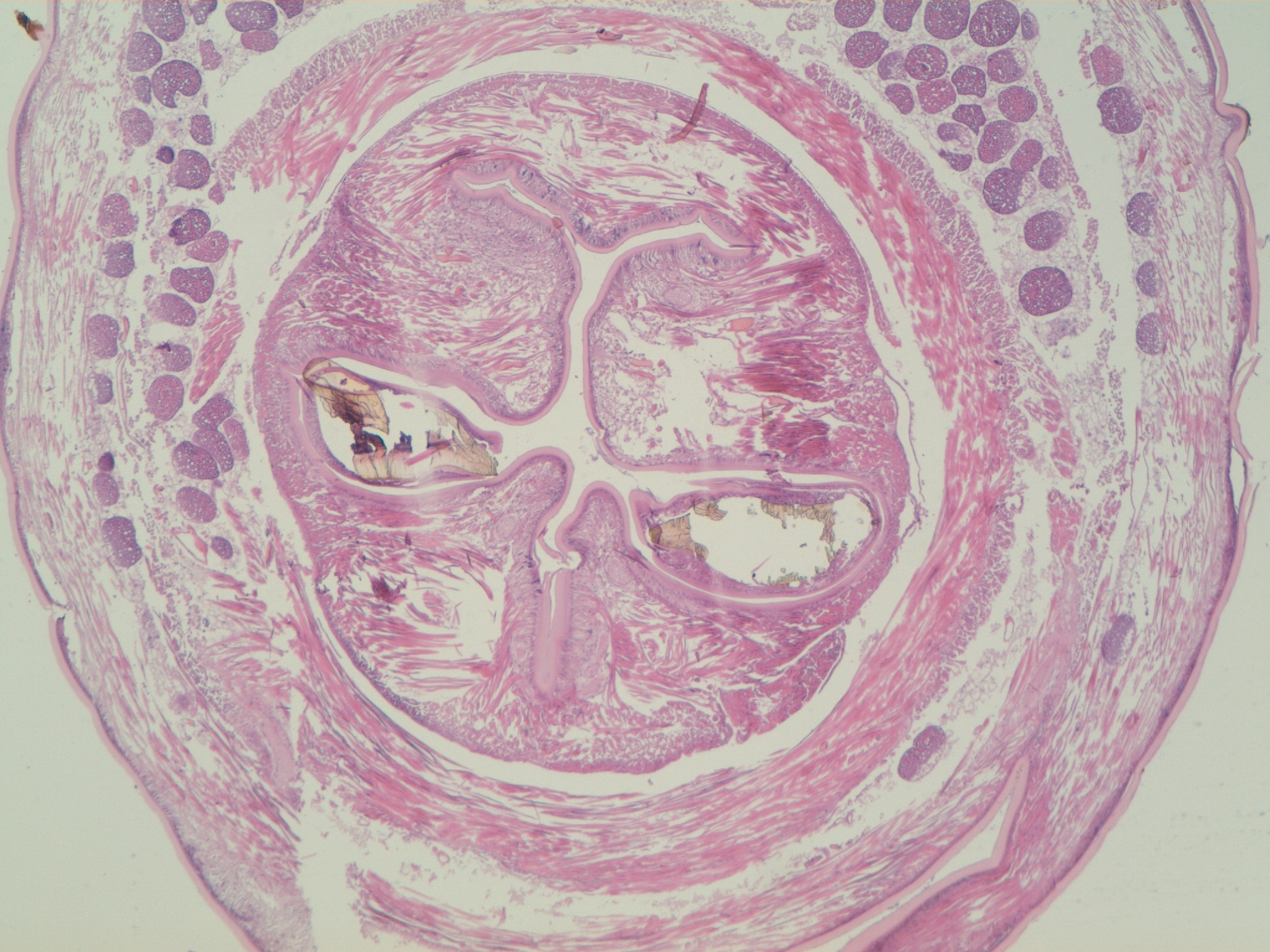 Sezione della testa e dell'apparato masticatore di un Nematode di StratoSpera 2. Ingrandimento 5X, colorazione Ematossilina/Eosina. Foto di Luigi Caliendo.